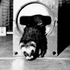Illustration for article titled A history of working ferrets